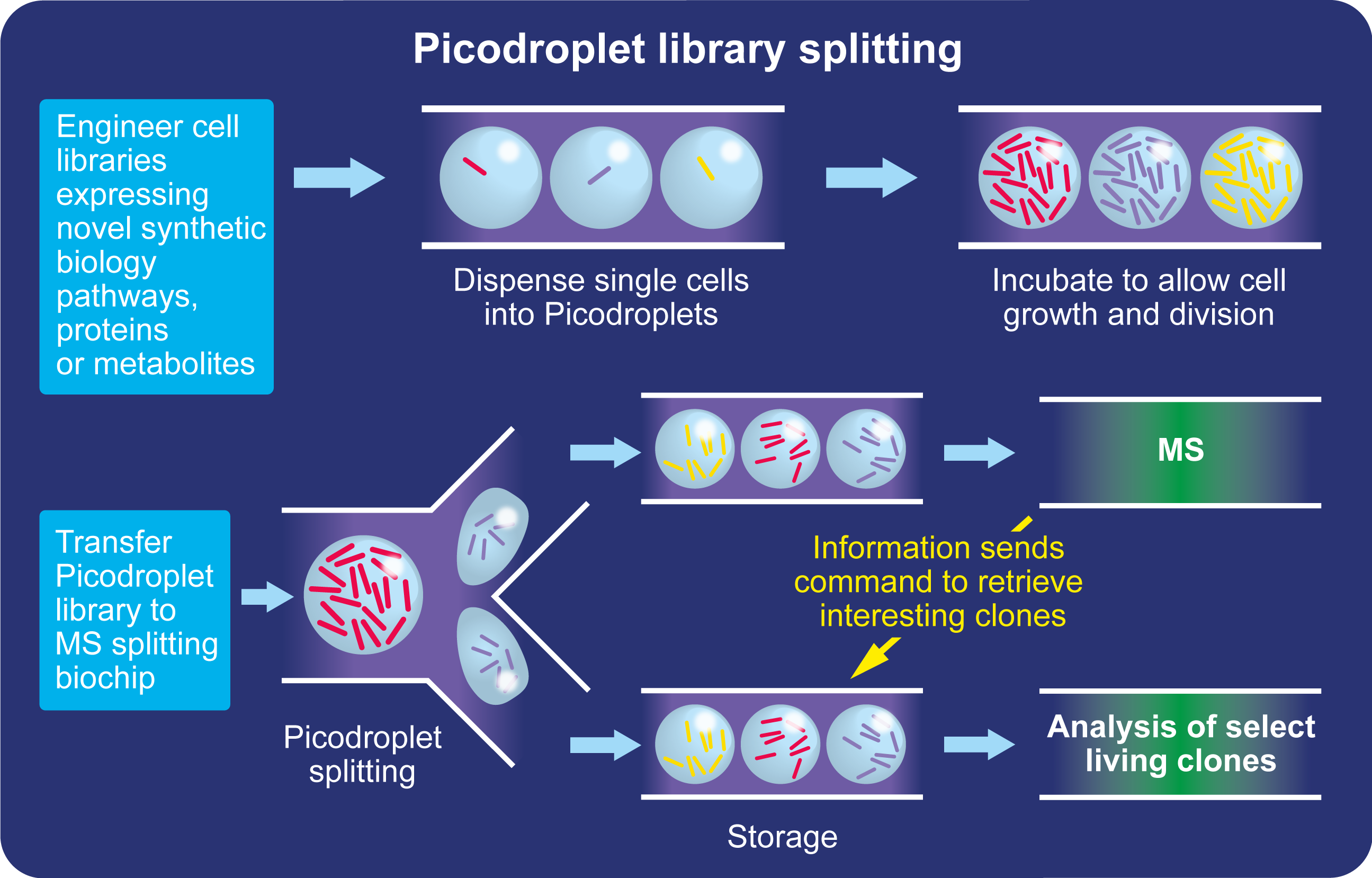 Single cell analysis workflow