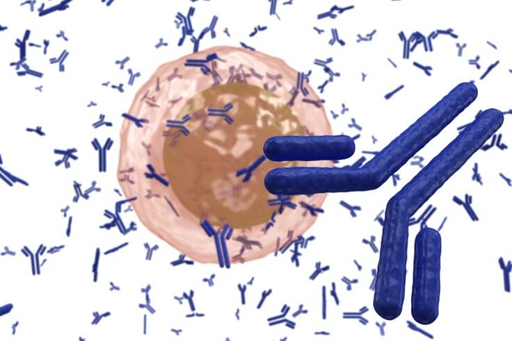 Antibody secreting cell