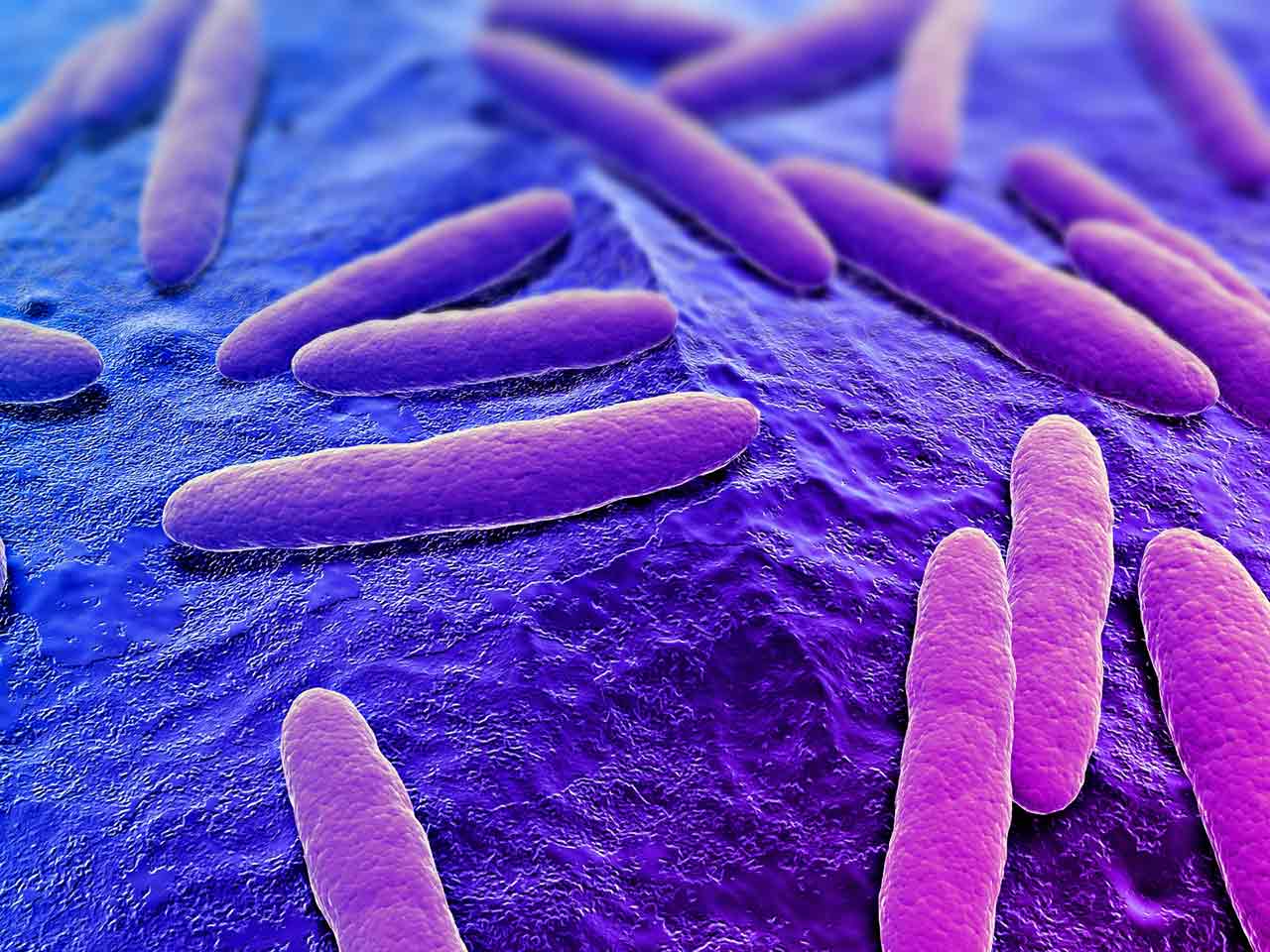 Bacteria