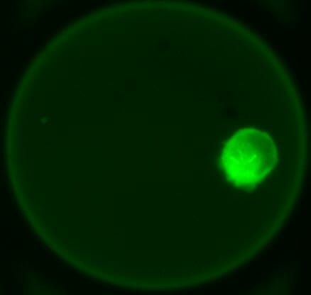 Single cell